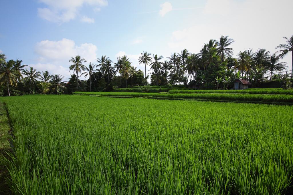 Satori Villas Bali Ubud  Exterior photo